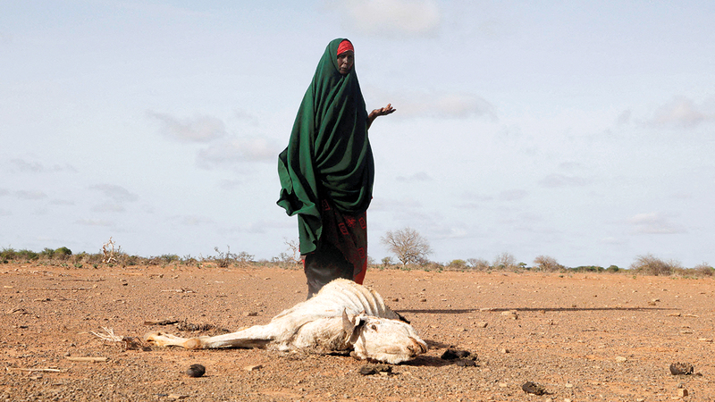 الجفاف دمّر الحياة الرعوية في الصومال.    رويترز