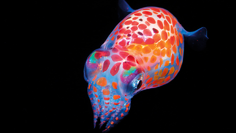 ريو ميناميزو - اليابان.