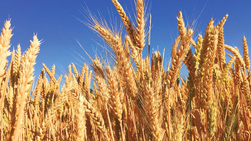 سوق القمح شهدت ارتفاعاً كبيراً في الأسعار خلال عام 2022.    عن منتدى الاقتصاد العالمي
