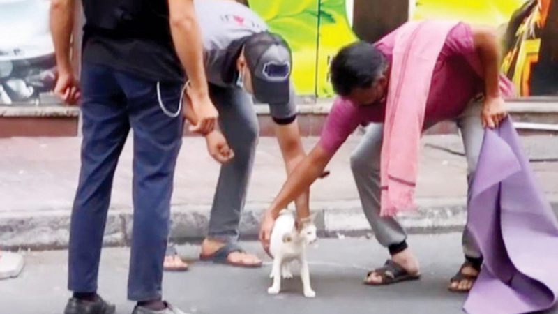 قطة علقت في شرفة بناية وأنقذها مجموعة من الشبان. الإمارات اليوم