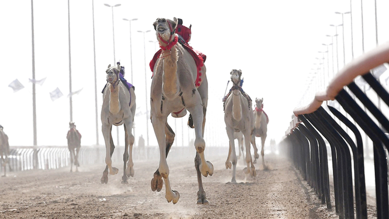 المهرجان ينتظر أن يشهد تدافعاً كبيراً للمشاركة من مختلف المؤسسات المملوكة لأصحاب السمو الشيوخ ولأبناء القبائل من داخل الدولة ومن دول الخليج العربي.   أرشيفية
