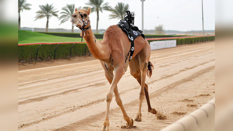 الشاهينية لهجن العاصفة خلال السباق.  من المصدر