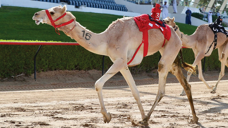 «الشاهينية» لهجن الرئاسة. من المصدر