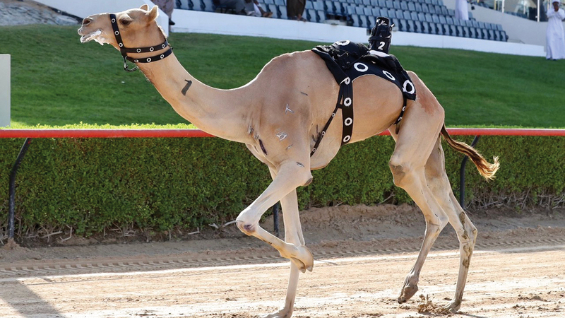 «برزان» لهجن الشحانية. من المصدر