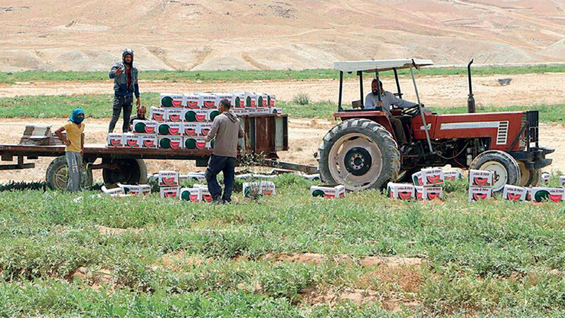 الزراعة مصدر الرزق الوحيد لأهالي &laquo;العوجا&raquo;. الإمارات اليوم