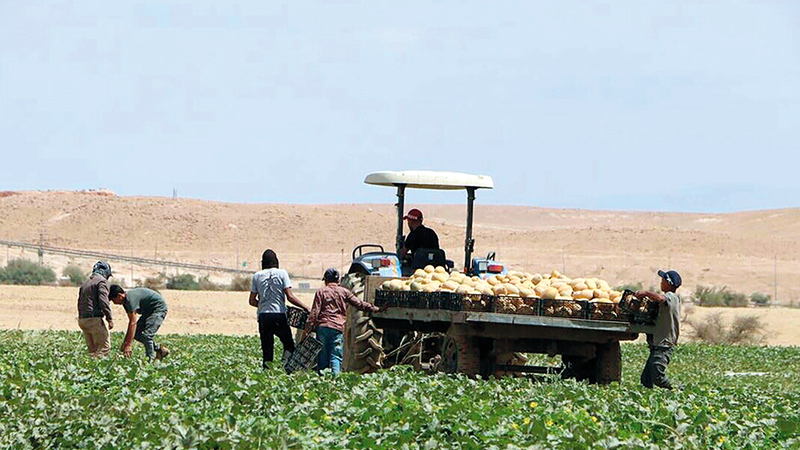 الاحتلال صادر 67% من أراضي «العوجا» الزراعية. الإمارات اليوم
