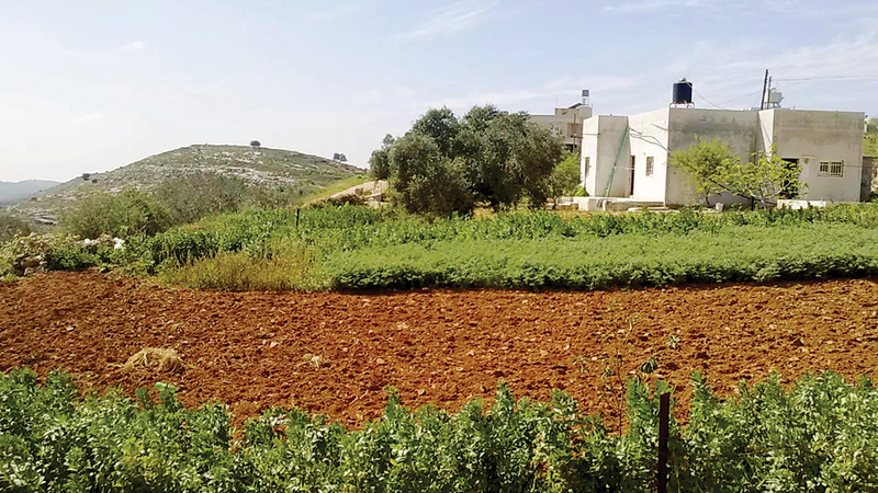 قرية فرخة وفرت متطلباتها الغذائية من خلال الزراعة. أرشيفية