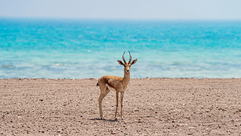 جزيرة صير بونعير محمية طبيعية فريدة.   من المصدر