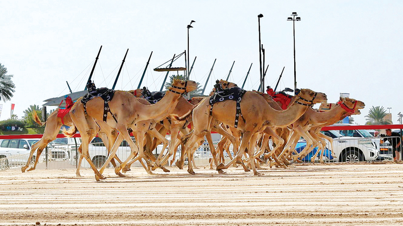 “The Storm” and “The Presidency” share the titles of the Dubai Crown Prince Camel Festival