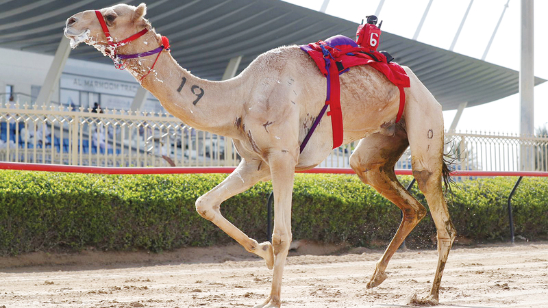 «شاهين» لهجن الرئاسة ظفر بالمركز الأول في التحدي الرئيس للزمول.  من المصدر
