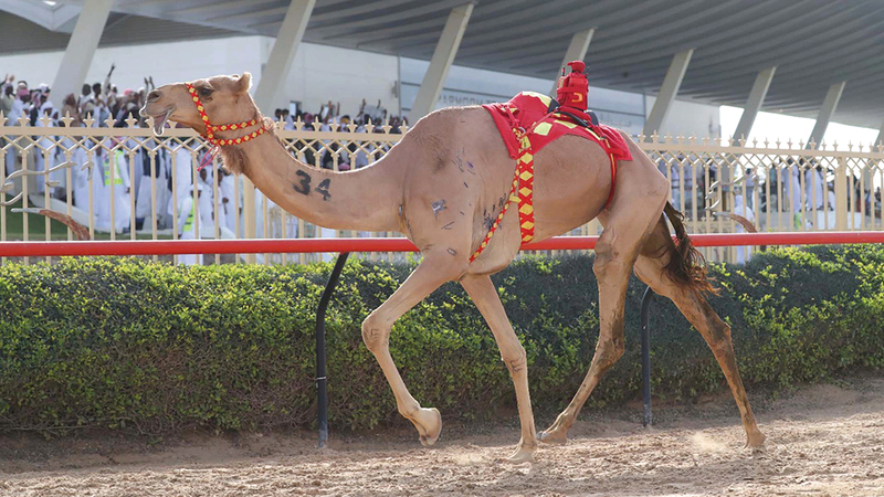 «دوامه» الفائزة أمس بسيف الحول المفتوح.    من المصدر
