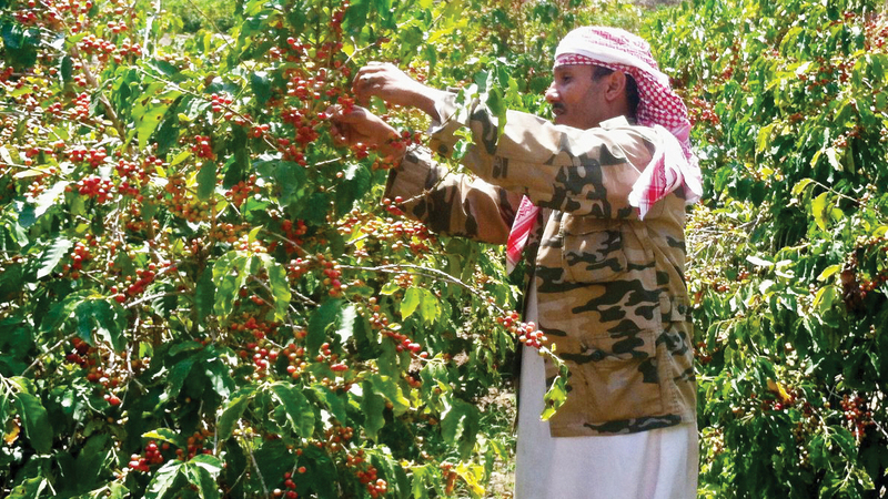 تراجع إنتاج القهوة اليمنية إلى النصف تقريباً. أرشيفية
