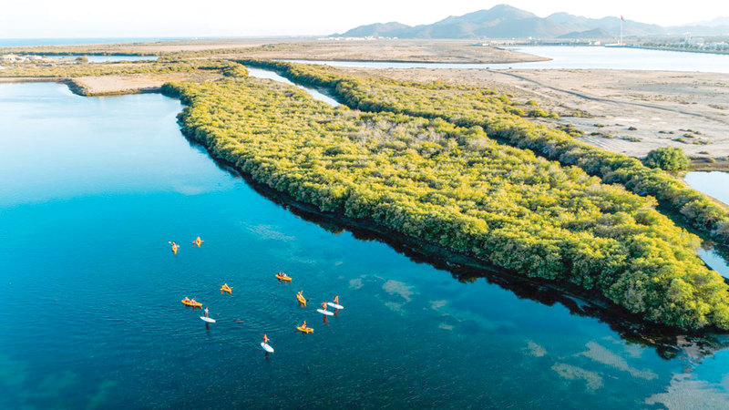 محمية أشجار القرم والحفية في كلباء موطن رئيس لأنواع كثيرة من الكائنات الحية المهدّدة بالانقراض. من المصدر