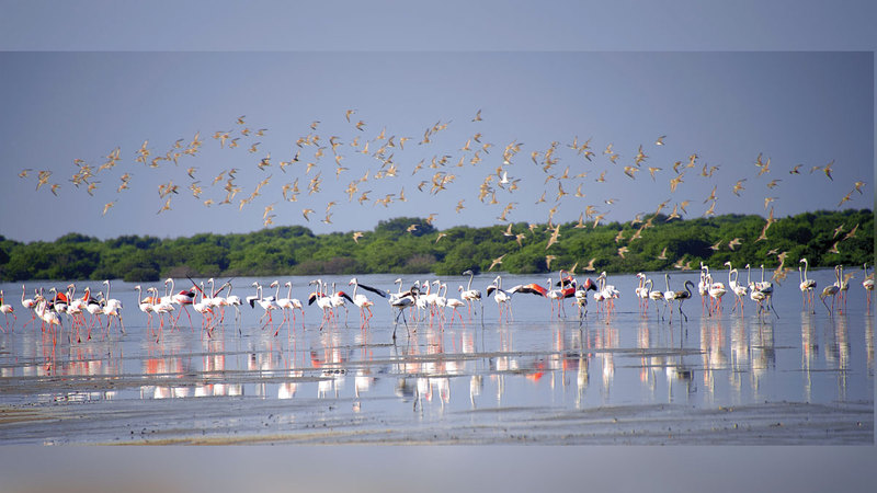 محمية الزوراء تكتسي بغابات القرم ذات الطبيعة الساحرة ويقطن فيها العديد من الفصائل البرية والبحرية. من المصدر