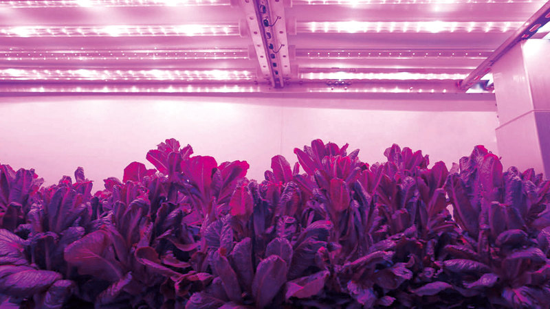 الإمارات تستخدم التكنولوجيات المتقدمة في إنتاج الأغذية. من المصدر