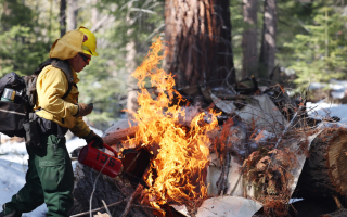 الصورة: حرق الوبر الموصوف بالقرب من أشجار السيكويا في كاليفورنيا .. بالصور