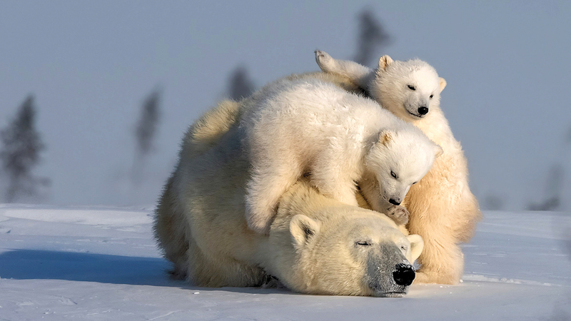 شوينغ شي &ndash; الصين