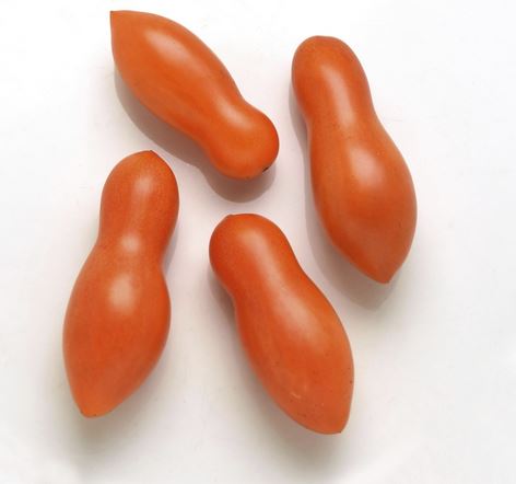 طماطم بشكل جديد _ الصور عن وكالات