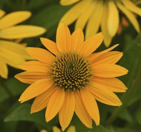 صنف جديد متعدد الفروع من زهرة  القرنفل الصفراء أو المعروفة بـعباد الشمس