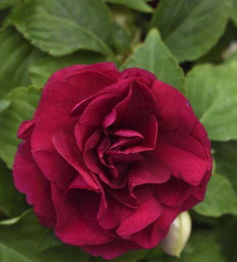 نوع جديد من الزهور ينمو فقط في الظل