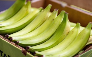 الصورة: فوائد الموز القابل للطهي.. وهل يختلف عن العادي؟