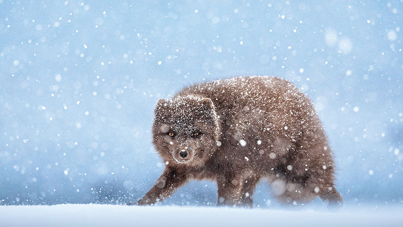 فهد العنزي (الكويت).