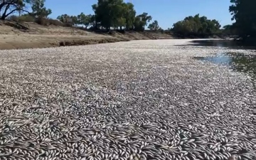 الصورة: بسبب الحر.. ملايين الأسماك النافقة تغطي نهراً في أستراليا (فيديو)