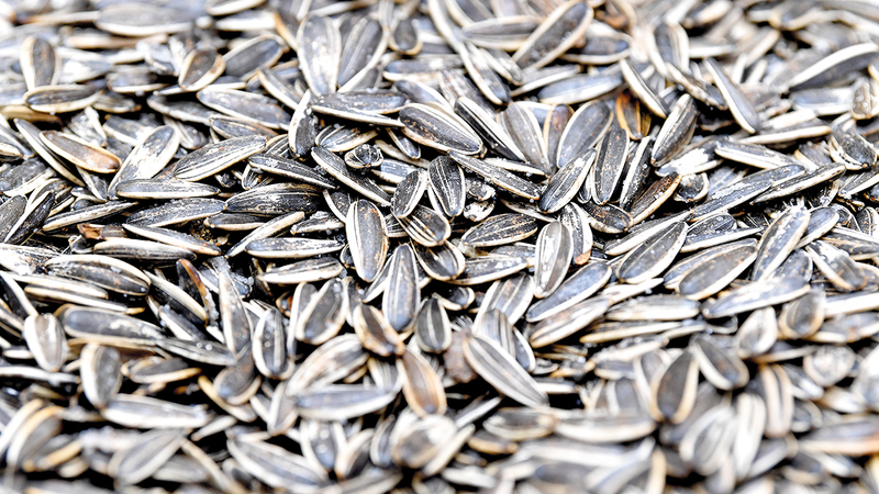 تصوير: باتريك كاستيلو