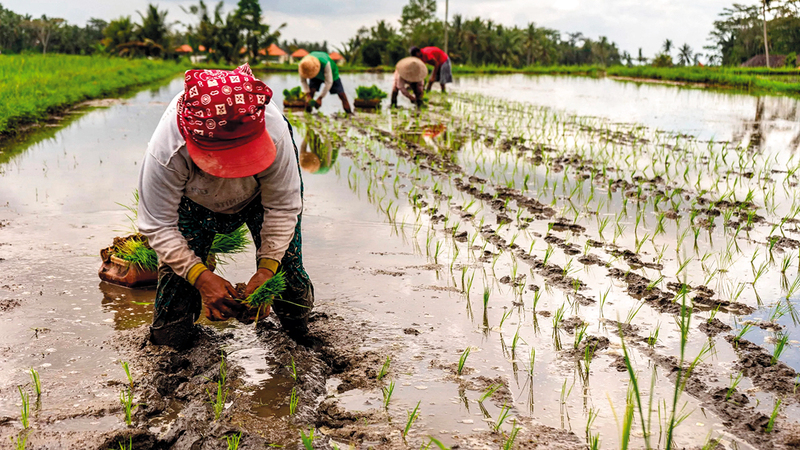زراعة الأرز تستنزف التربة.   أرشيفية