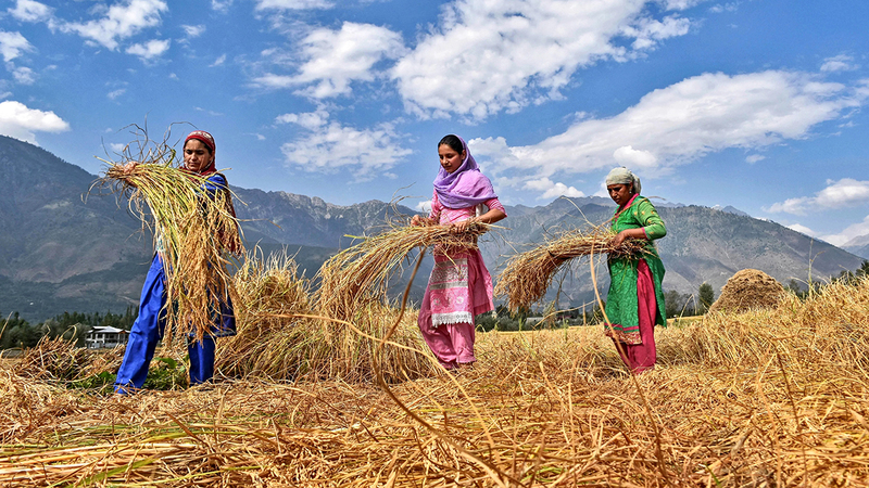 تنتج آسيا غالبية محصول الأرز في العالم.   أرشيفية