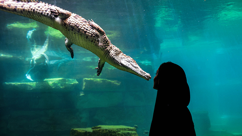 الحديقة تضم حوضاً مائياً مستوحى من البحيرات الإفريقية. أ.ف.ب