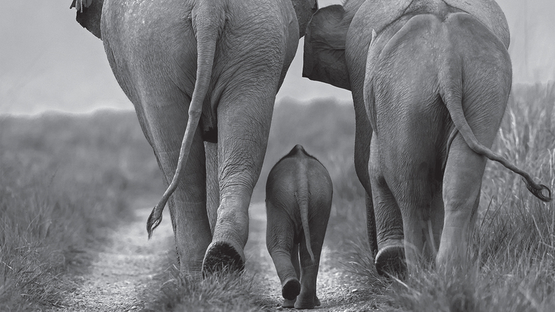 هيرا بنجابي – الهند.