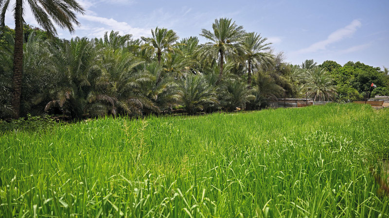 تصوير: يوسف الهرمودي