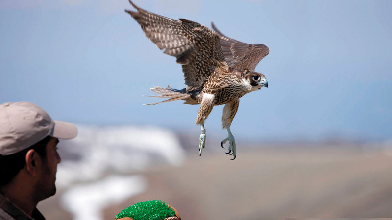 المعرض يعزز صناعة مزارع إنتاج الصقور.   من المصدر
