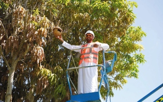 الصورة: بلدية أبوظبي تتعاون مع «أصدقاء البيئة» لبناء 20 عشاً للطيور