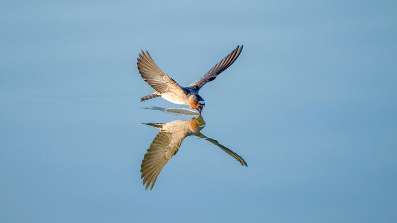 دونتيه هنتر - الولايات المتحدة