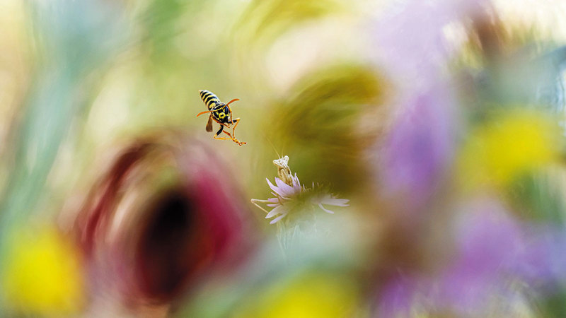 فابيو سارتوري - إيطاليا