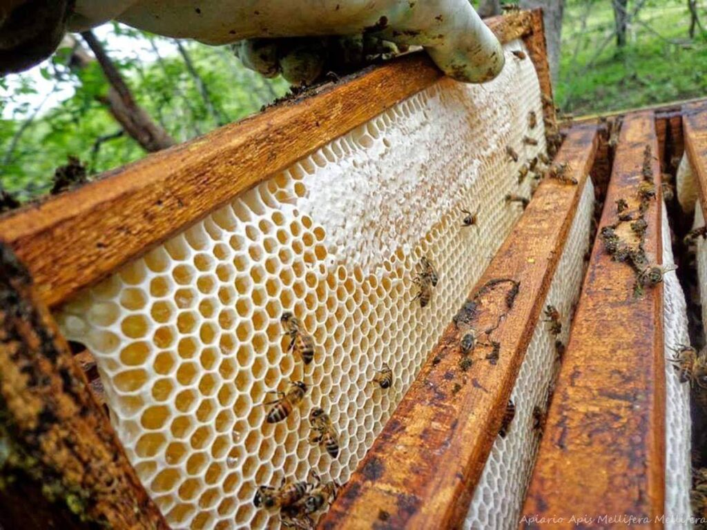 بريطانيا : عصابة تسرق ملكات النحل بالطائرات الموجهة من بعيد