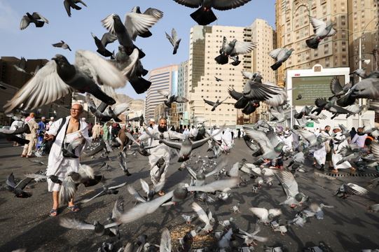 وحين يقف الحمام بين جنبات المباني ووسط الساحات، يتعالى هديله في مشاهد جميلة عكسها لون الحمام المميز، ليتسابق المارة في تقديم الحب والذرة والماء، لينثروها في مشهد تتهاتف تلك الطيور لأخذ نصيبها من الطعام.