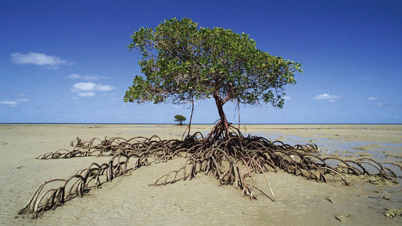 هناك ارتفاع وانتشار لمساحات غابات  القرم في الإمارات أضعاف ما كانت عليه في السبعينات.    