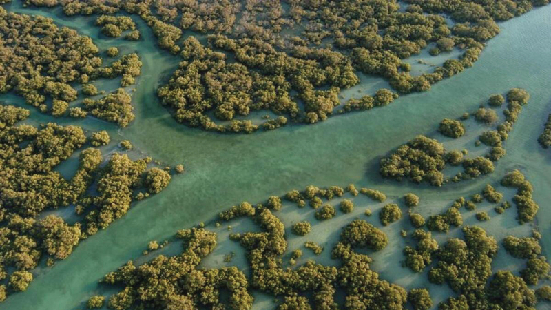 محمية رأس الخور في دبي موطن لأكثر من 450 نوعاً من الحيوانات والنباتات.