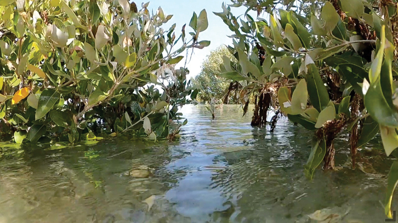 يضم متنزه القرم الوطني في أبوظبي أكثر من 19 كيلومتراً مربعاً من الغابات.    