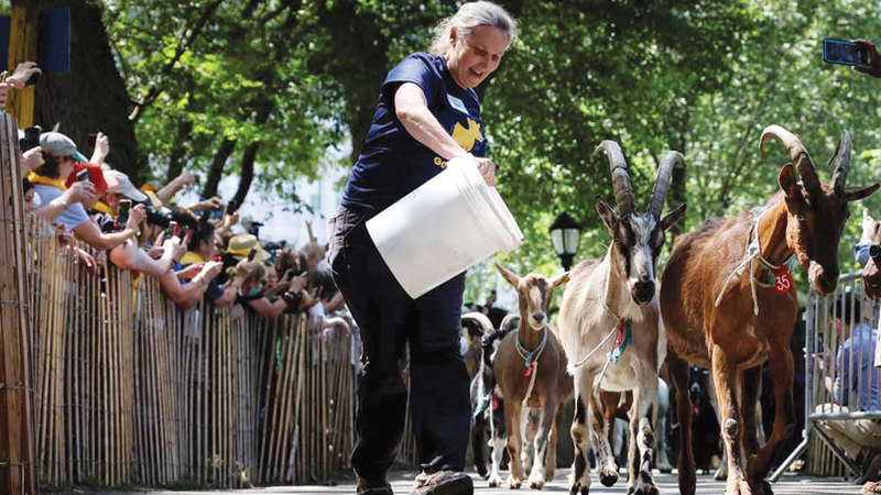 الفرقة الثلاثية التي تضم الحيوانات موكا ووينونا ونلسون جزء من قطيع يضم 150 رأساً.   أ.ف.ب