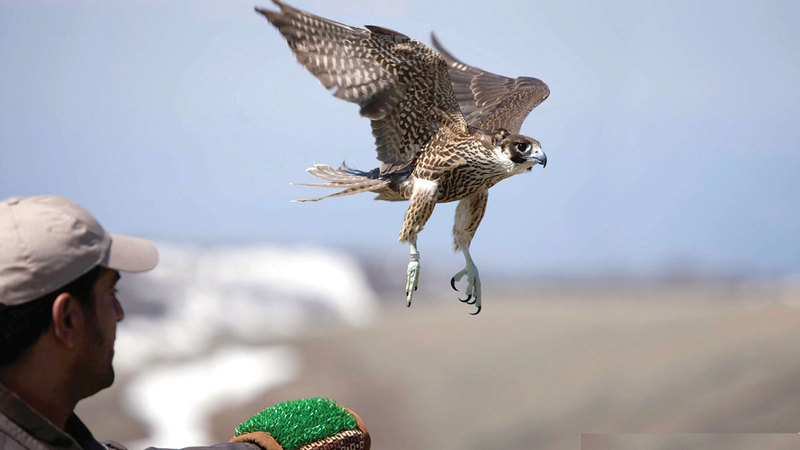 أولى المبادرات التي يطلقها الاتحاد في إطار استراتيجيته لنشر رياضات وسباقات الصقور عالمياً.   أرشيفية