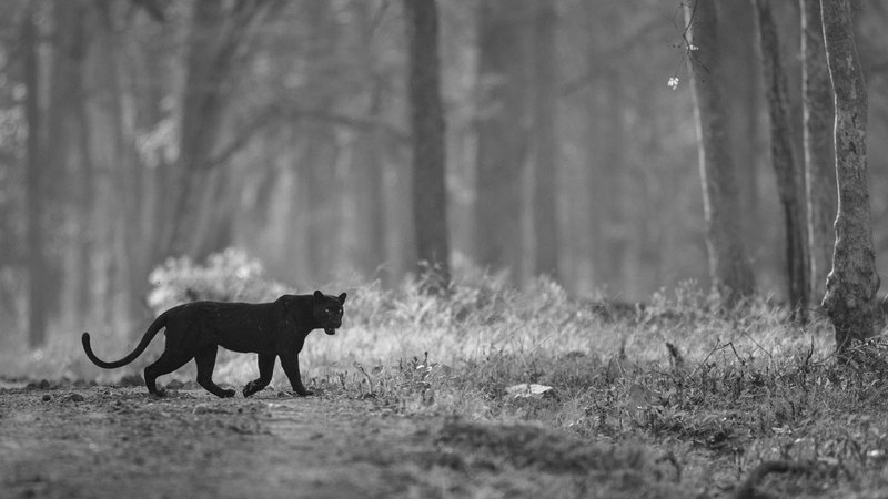 ماريون فولبورن – ألمانيا