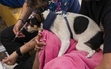 الصورة: كلبة نجت من الموت في المحيط الهادئ تجد حياة جديدة بالمكسيك