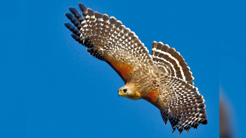 يتم تدريب صقور «باز هاريس» منذ سن مبكرة على مطاردة الغربان دون قتلها.