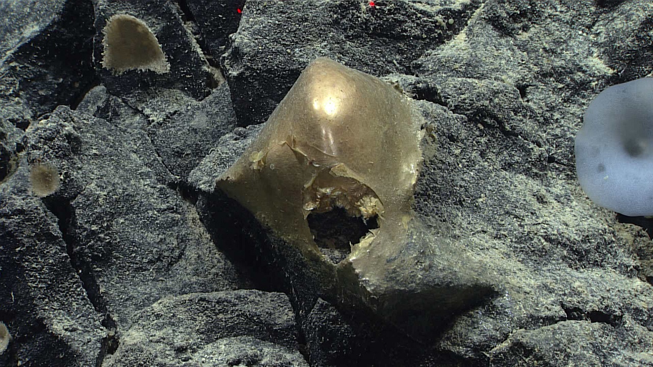 الجسم عثر عليه في قاع المحيط بالقرب من ألاسكا.أ.ف.ب