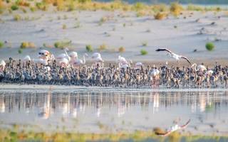 الصورة: 4000 طائر فلامنغو في محمية الوثبة