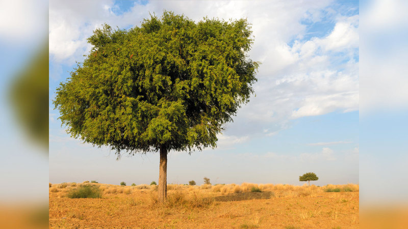 أشجار الغاف من أغنى الأشجار بالفوائد التي استفاد منها سكان الصحراء.   وام